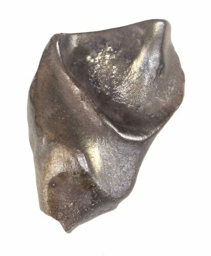 Triceratops Shed Tooth - Montana #60691